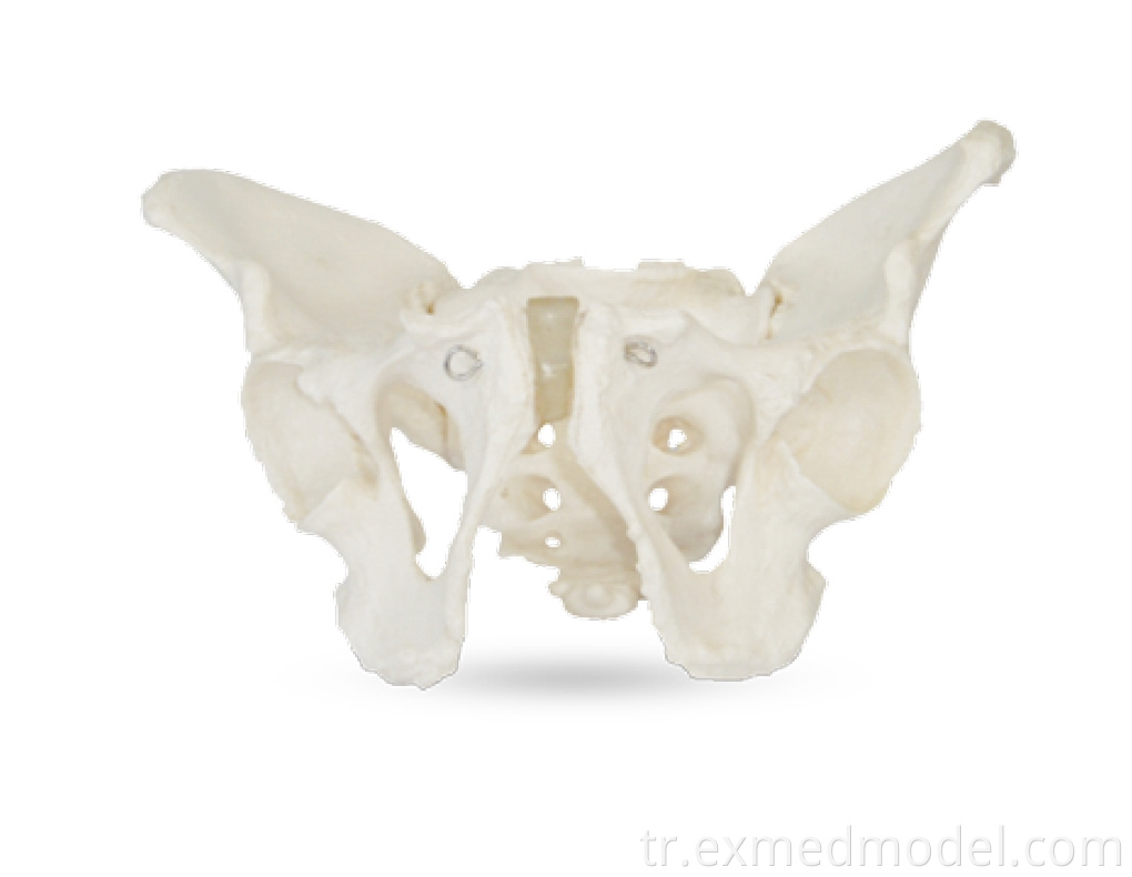 Yetişkin erkek pelvisi Adult Male Pelvis